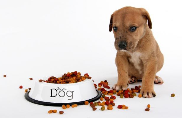 Köpekler için Belcando gıda: yararlı özellikleri, fiyat, sahibi yorumları