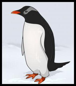 bir penguen çizmek nasıl