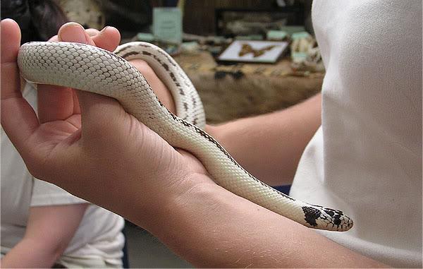 Kaliforniyalı muz yılanı konusunda dikkat çekici olan nedir?