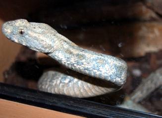 Gyurza - tehlikeli bir yılan, ama ilaç için değerli bir zehirle