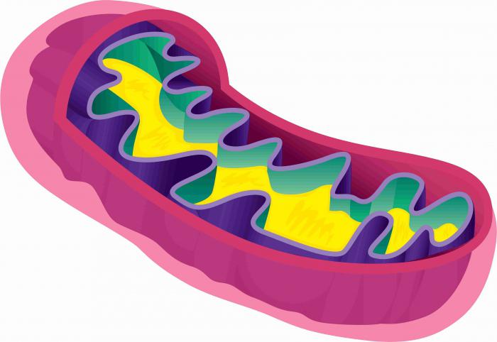 Hücredeki plazma membranının fonksiyonları