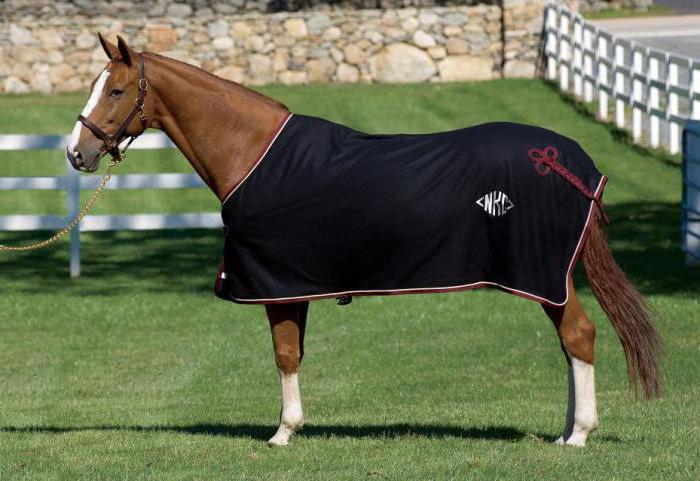 bir at için battaniye battaniye